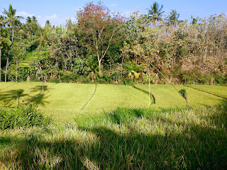 The Atmosphere Of Warm Sunshine In The Farm Lands At Ringdikit Village, North Bali, Indonesia