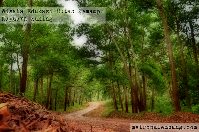 Hutan Kemampo Kayuara Kuning Wisata Alam Dan Pusat Hutan Kemampo Kayuara Kuning Wisata Alam Dan Pusat