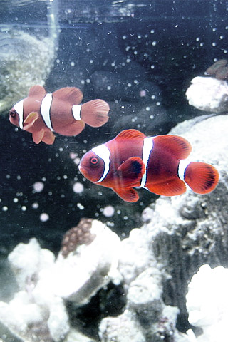 Very Nice Iphone Fish Wallpaper | New Stylish Wallpaper