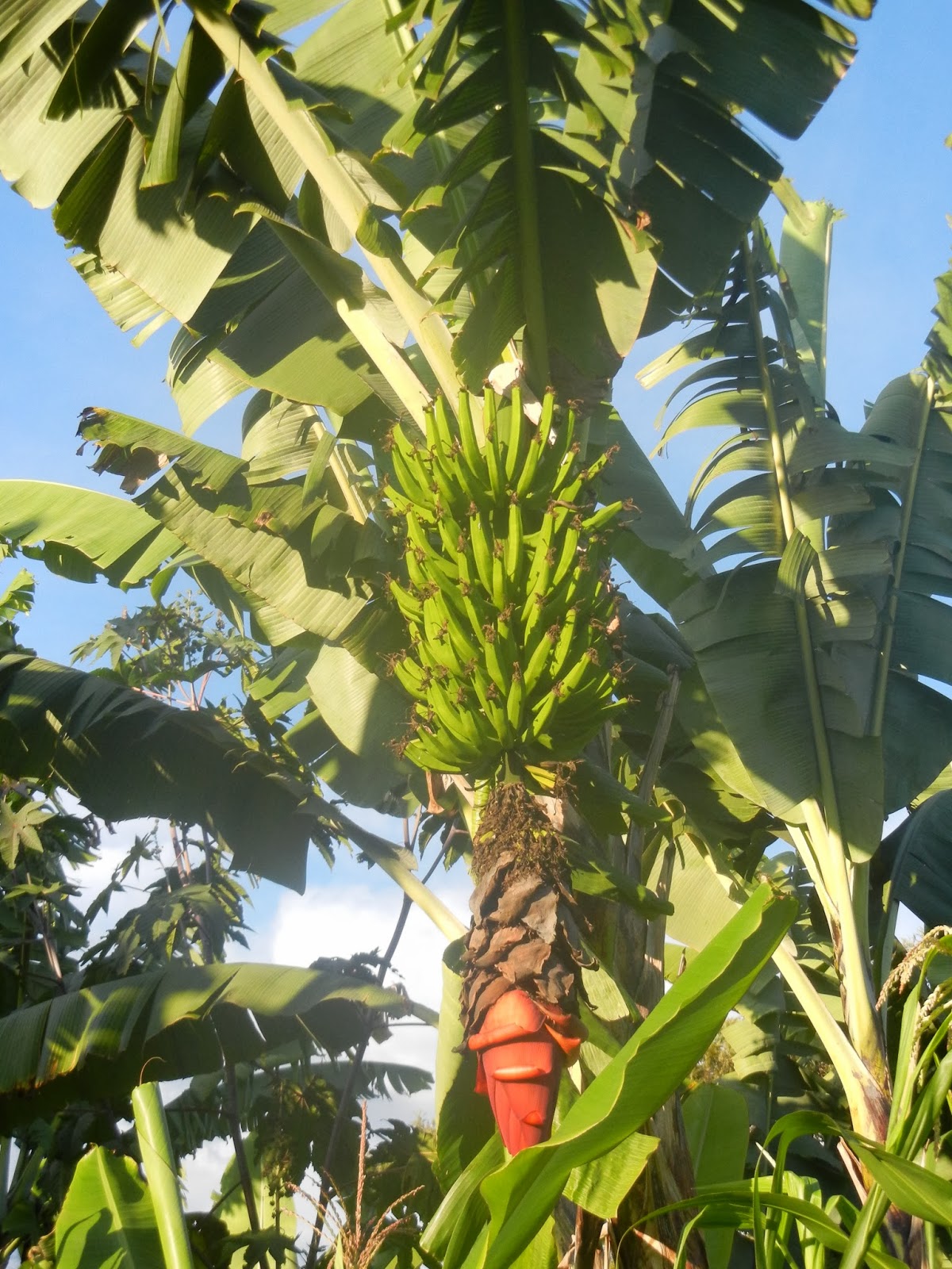 My time in Tanzania: Wie wachsen eigentlich Bananen und Ananas?
