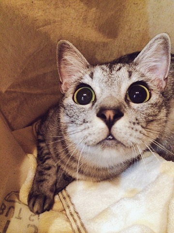 迫り来る猫その1