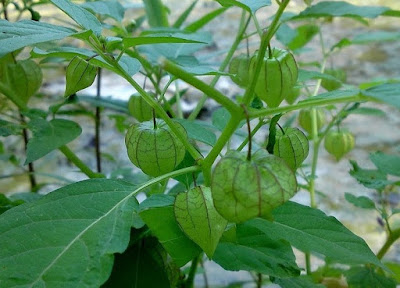 Manfaat Daun Ciplukan Manfaat Daun Ciplukan