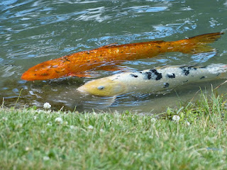 Carpe koï - Carpe de brocart - Cyprinus carpio Carpe koï - Carpe de brocart - Cyprinus carpio