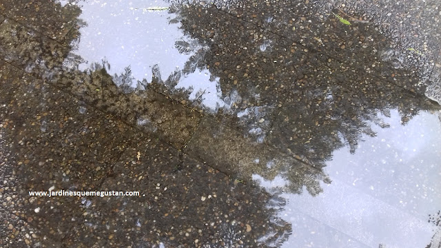 La copa de una Jacaranda reflejada en un charco