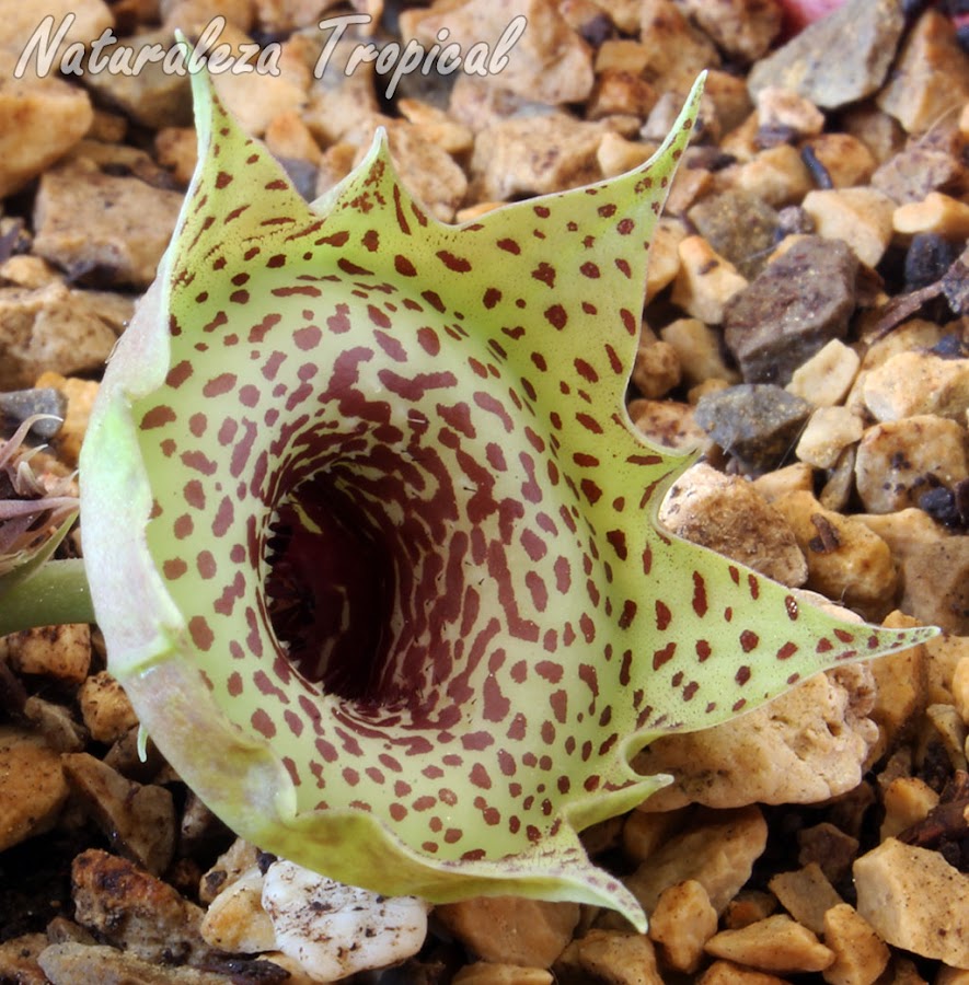 Vista lateral de la flor de un morfo de la planta suculenta Huernia guttata