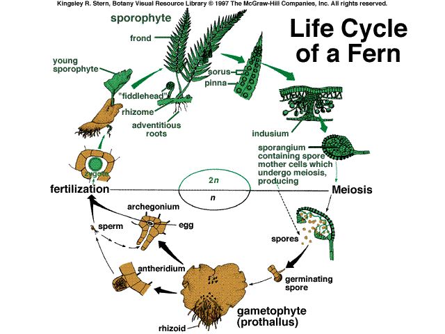 Stpm biology experiment 11 embryogenesis in human picture