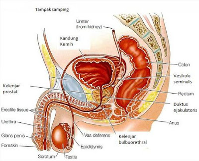 Cara Tepat Menjaga Kesehatan Reproduksi Pria