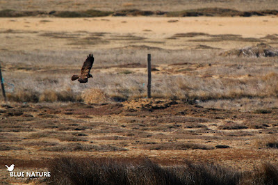 Aguilucho lagunero occidental (Circus aeroginosus)