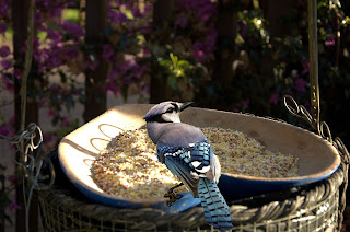 backyard jay backyard jay
