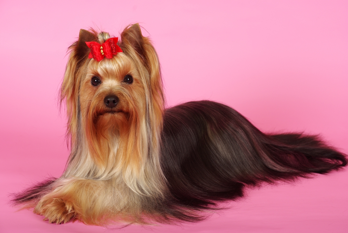 Сколько лет живут йорки? Продолжительность жизни, уход, причины смерти йорков Сколько лет живут йорки? Продолжительность жизни, уход, причины смерти йорков