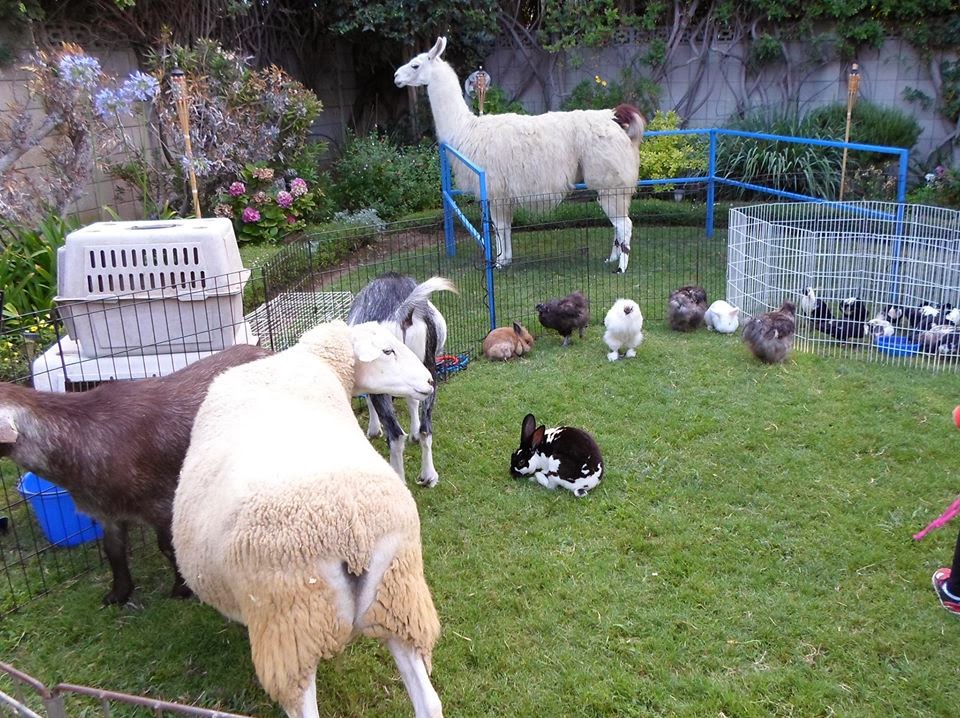 Becky's Pony Express Pony Rides, Petting Zoo and Pony Parties