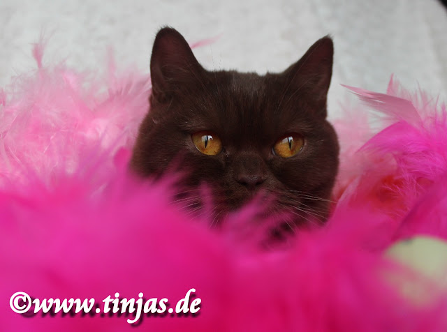 BKH Katzenbaby BKH Katzenbaby
