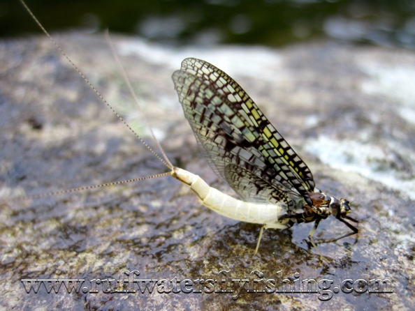 Ruff Waters Fly Fishing: Green Drake hatch (coffin fly)