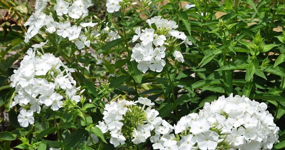 Peony Companion Plants