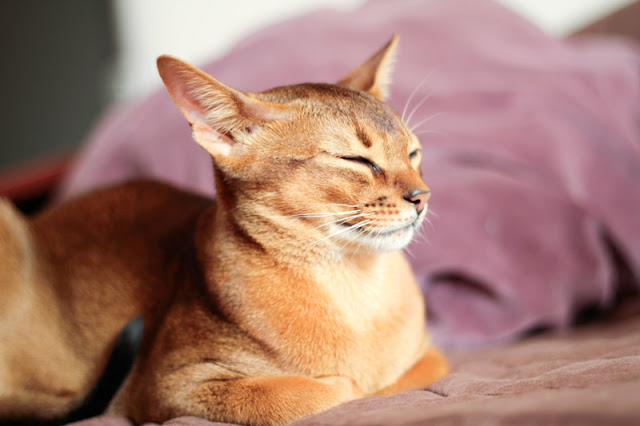 What kind of cat do people prefer? In general people seem to prefer cats with a normal skull shape, although breeds of cat with a long skull, like this Abyssinian, are popular