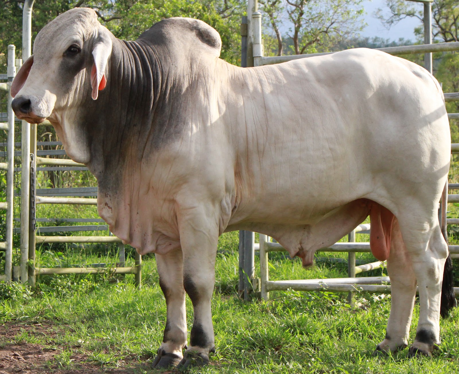 Lindley Park Brahmans Young Bulls