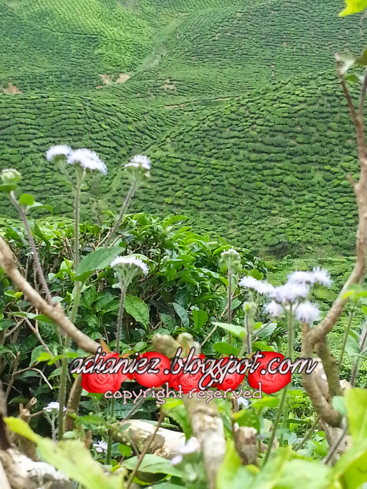 FINALLY, SINGGAH SEKEJAP ~ LATA ISKANDAR & BHARAT TEA PLANTATIONS (CAMERON VALLEY)