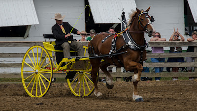 projects-and-photographs-geauga-county-fair-draft-horse-show