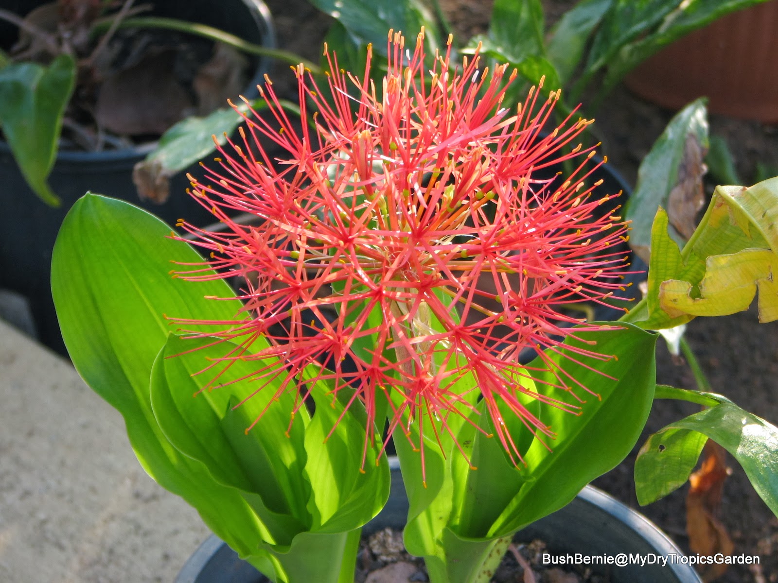 Bush Bernie's Blog First Ever Blood Lily Bloom The Year In