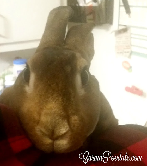 Brown rabbit with white rings around eyes being held-CarmaPoodale.com