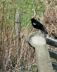 birds blackbird winged