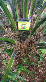 www.produknasaonline.com jual pupuk sawit yang bagus untuk buah