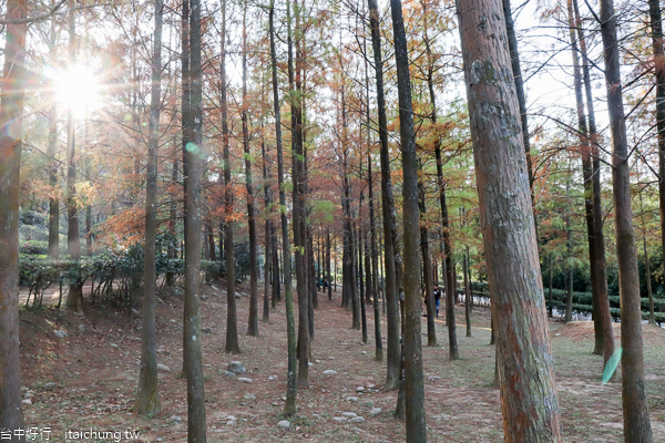 后里如光山寺落羽松池杉林|泰安派出所附近的另一處落羽松秘境 后里如光山寺落羽松池杉林|泰安派出所附近的另一處落羽松秘境
