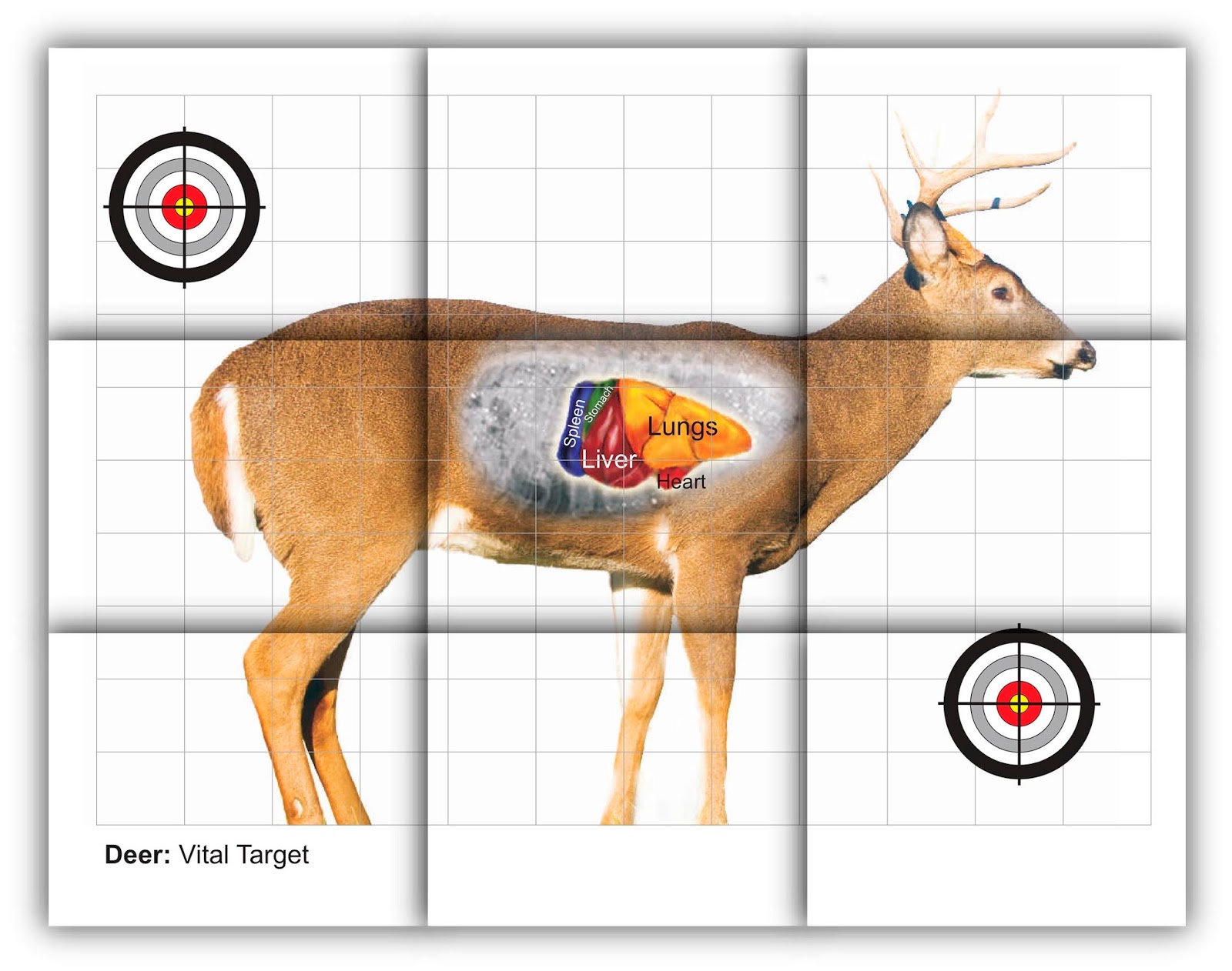Deer Vitals Target Printable Printable Word Searches Deer Vitals Target Printable Printable Word Searches