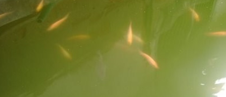 Ini Cara Menjernihkan Air Keruh Di Kolam Ikan Anda Adywater Com
