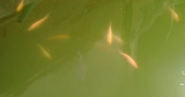 Ini Cara Menjernihkan Air Keruh Di Kolam Ikan Anda Adywater Com