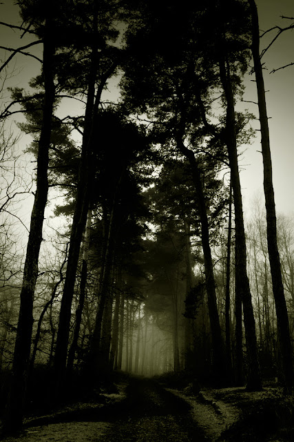 Ζούσαμε πάντα σ’ ένα κάστρο της Shirley Jackson dark forest