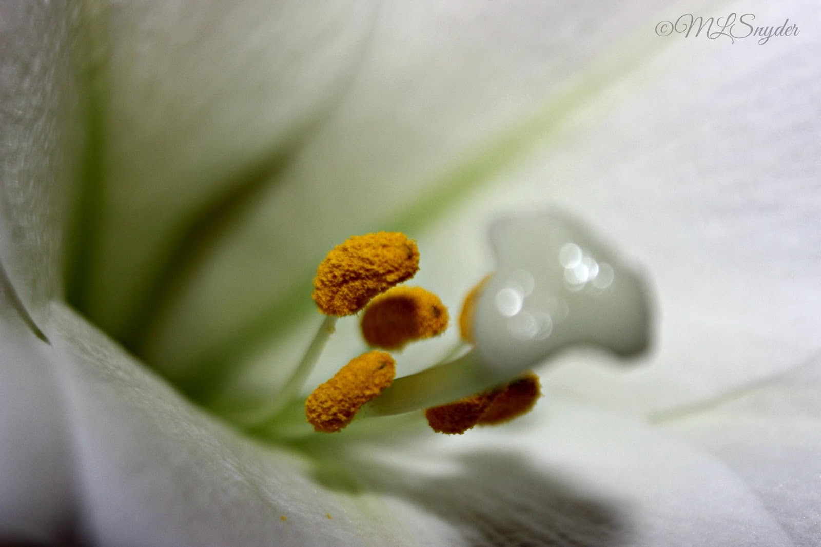 Our Retirement Days: Anatomy of a Lily Flower