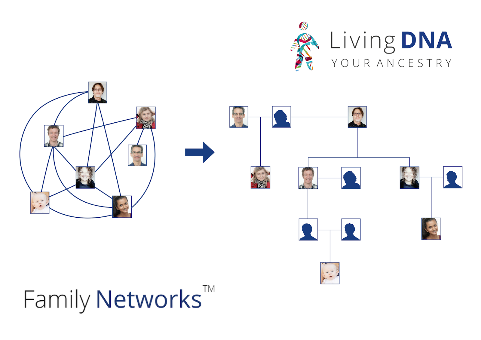Cruwys news New Family Networks feature from Living DNA