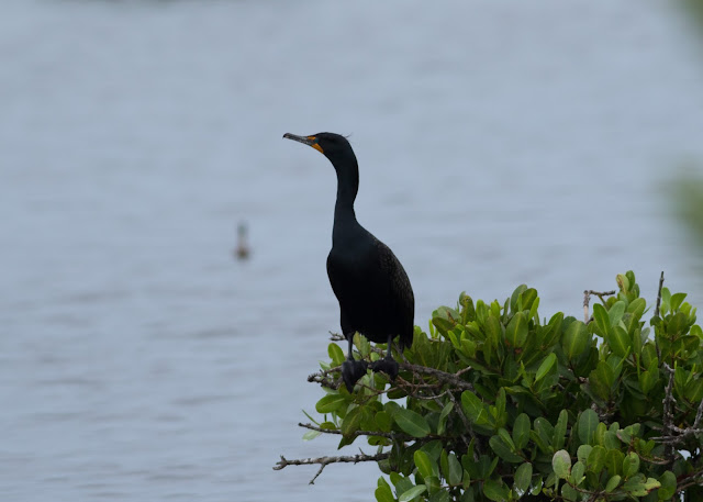Double-crested Cormorant, Florida Double-crested Cormorant, Florida