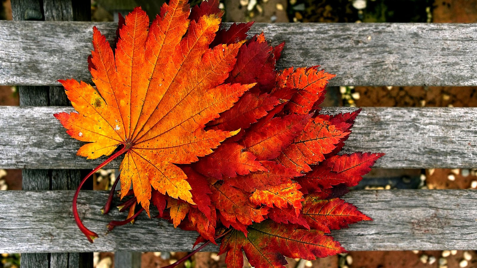 Chia sẻ hơn 57 về hình nền đẹp mùa thu mới nhất - cdgdbentre.edu.vn