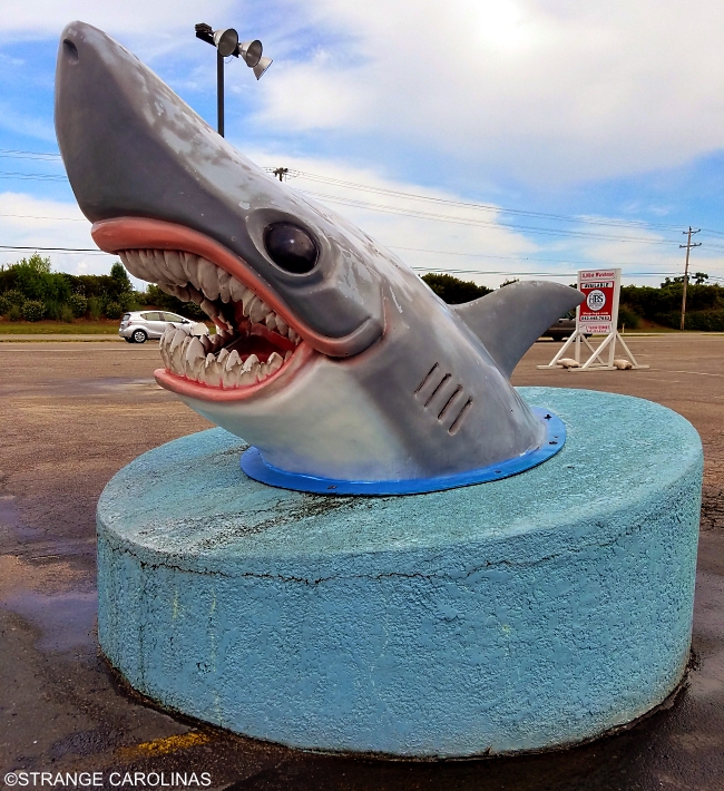 myrtle beach shark tours