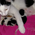 Akhirnya Mumu Selamat Melahirkan 3 Ekor Anak Kucing
