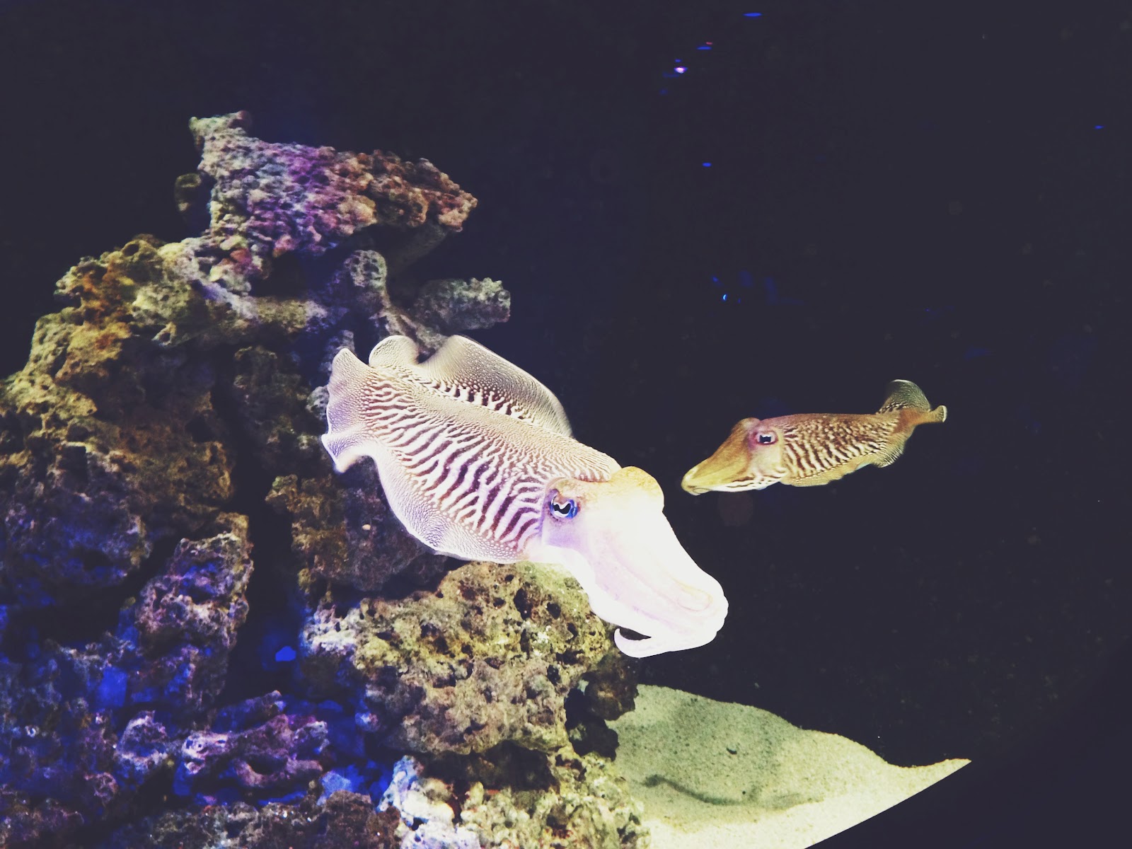 Discovery Place Charlotte Aquarium Cuttlefish Tank
