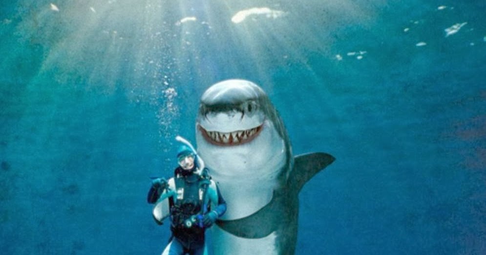 All the Funny Ones ! : Shark Attack Facts