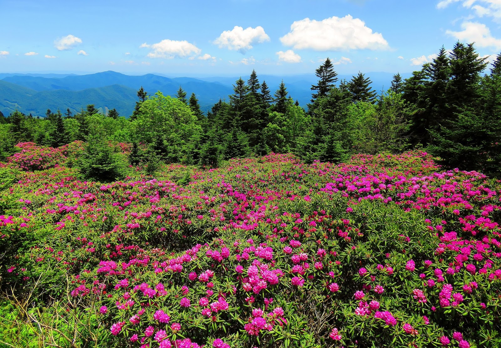 Tales From The Wood Booger First The Dentist, Then Roan Mountain
