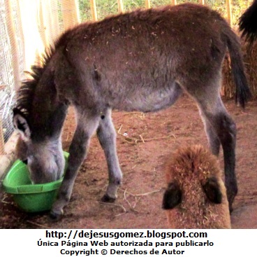 Burro Foto de un burro en plena comida en Villa de Papa Noel. Foto de un burro de Jesus Gómez