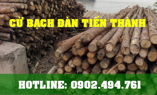 Báo giá cừ bạch đàn Gốc 14-16 cm, Dài 7,5m cừ bạch đàn Tiến Thành Báo giá cừ bạch đàn Gốc 14-16 cm, Dài 7,5m cừ bạch đàn Tiến Thành