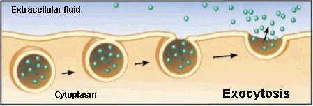 Exocytosis process Exocytosis process