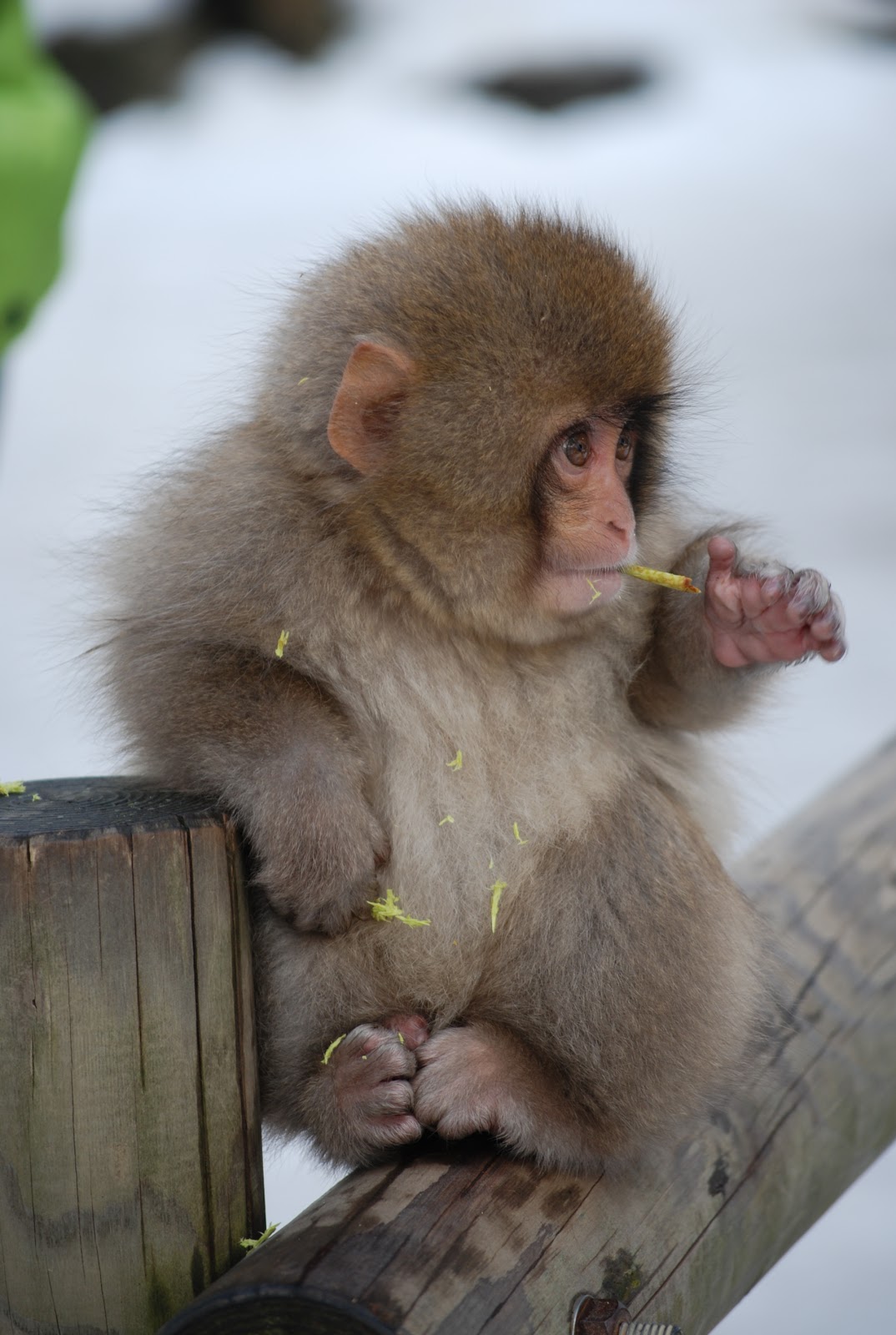 Japan Journal Snow Monkeys, the Japanese "Alps" and Onsen