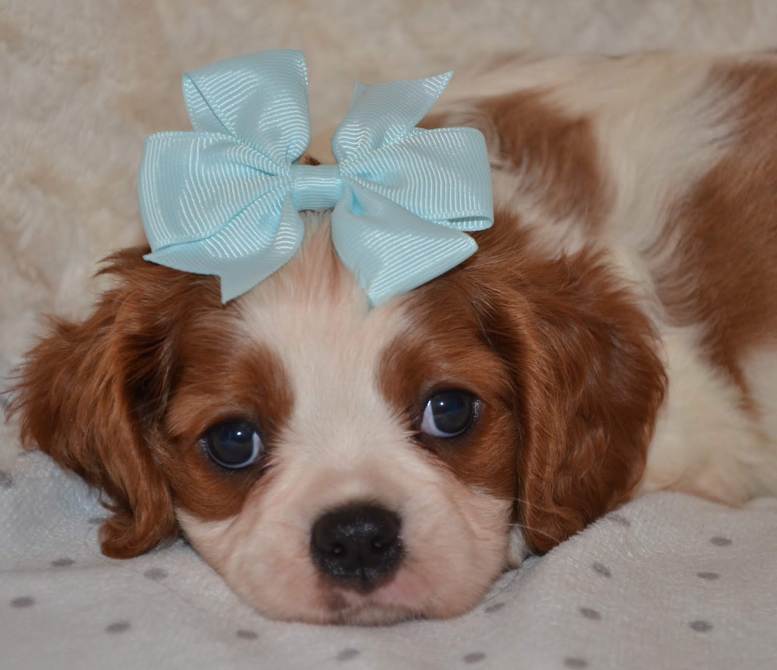 Alabama Toys & Teacups