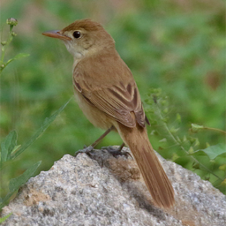 Suara burung Thick-billed warbler joss Suara burung Thick-billed warbler joss
