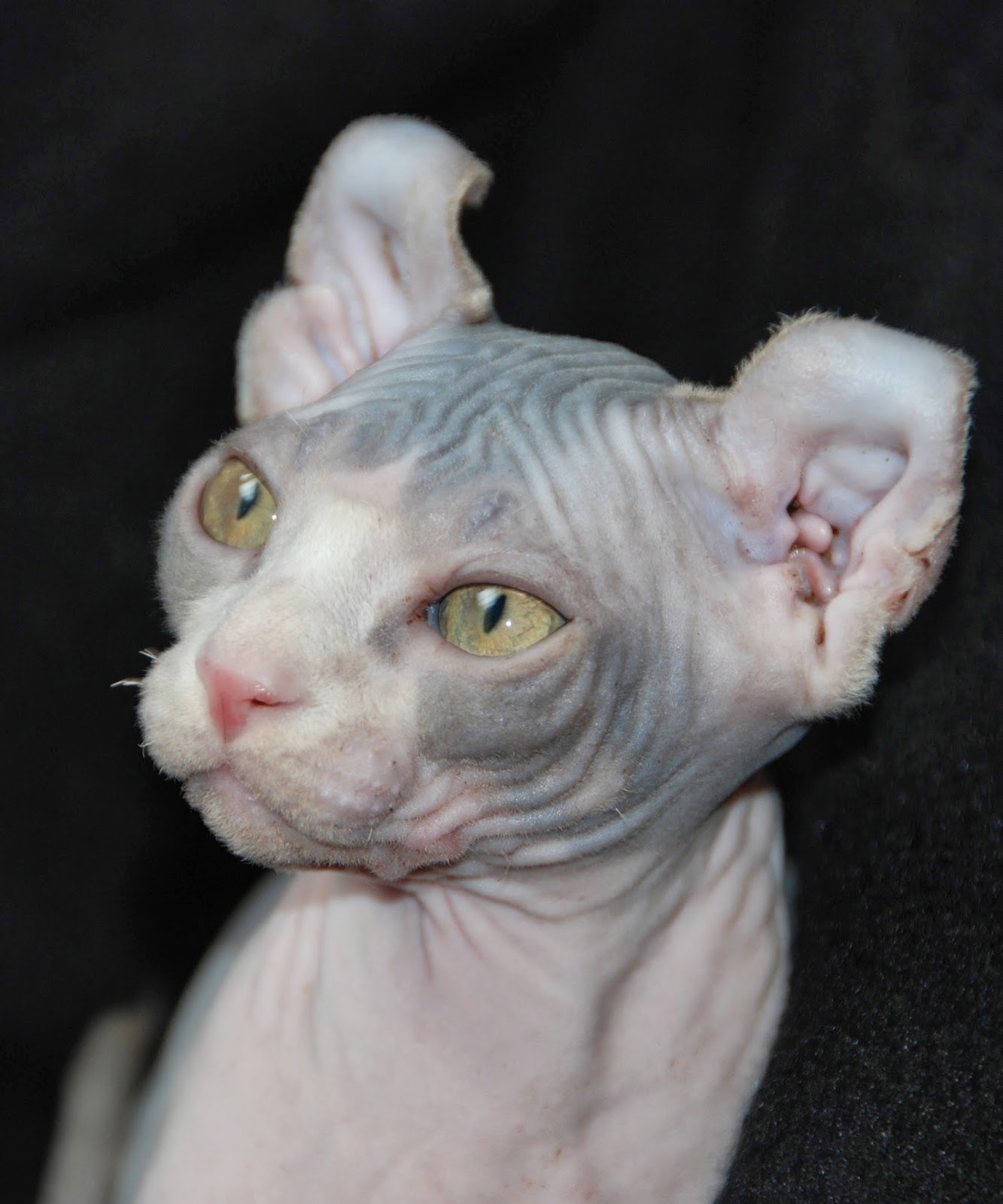 No Coat Kitty ELF CATS Elf Cats