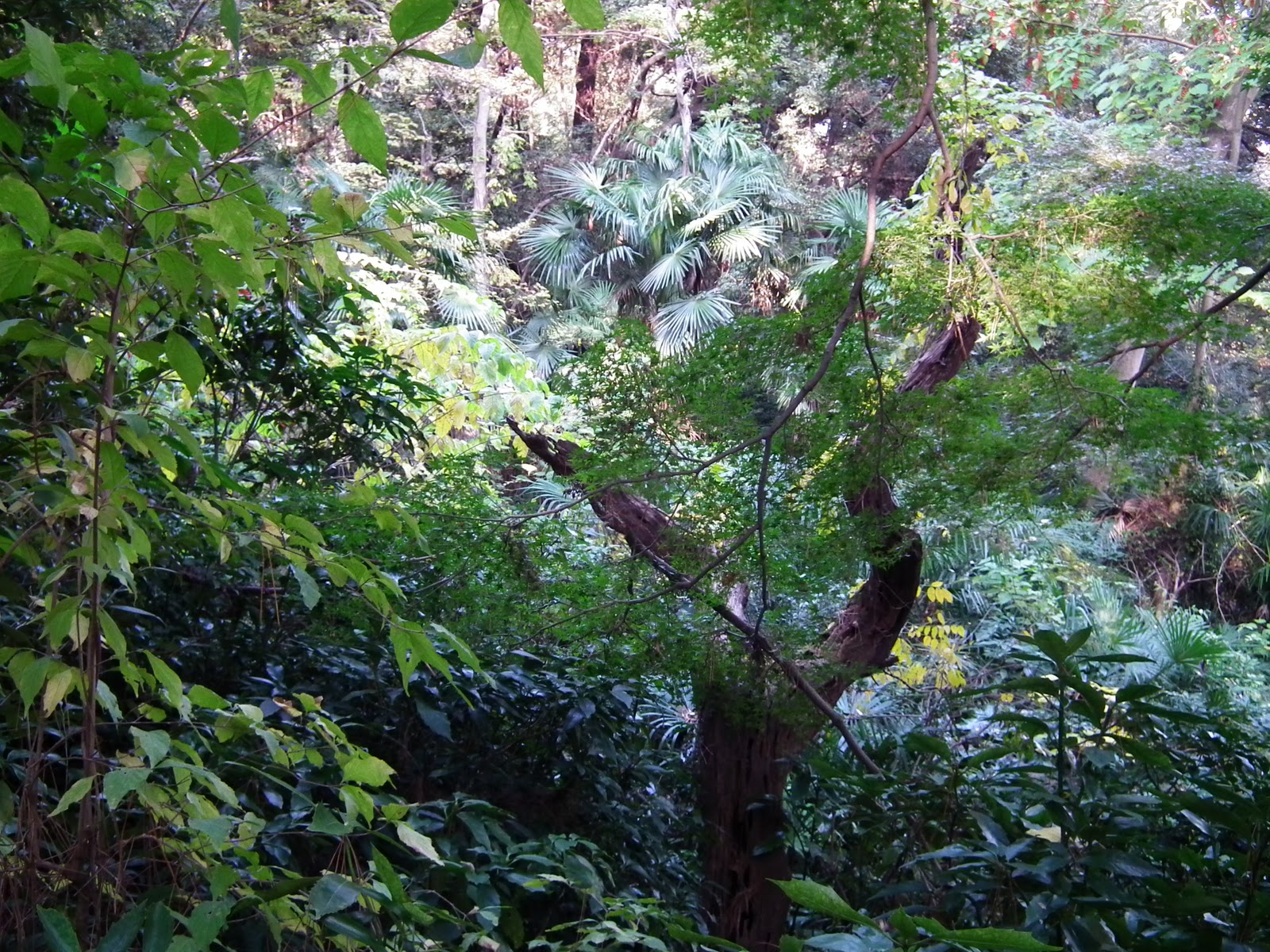 nihon ga wakarimasen Kinrō Kansha no Hi