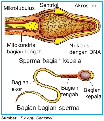 Jelaskan proses yang terjadi pada meiosis 1 spermatogenesis