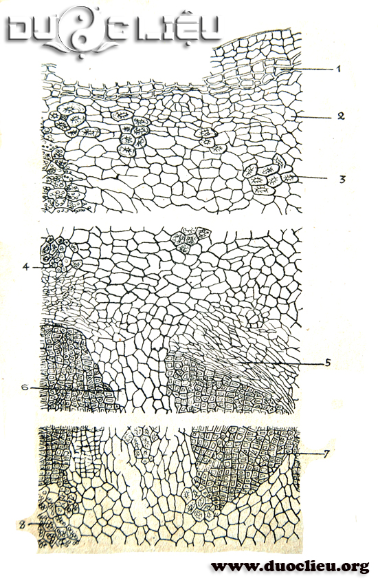 Hình 2.2.4.a: Vi phẫu Hoàng liên